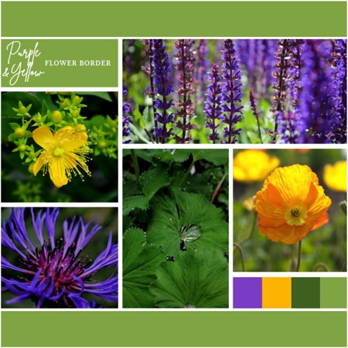 Aiuola Viola e Giallo pronto a l'uso 9 piante (1,5 m²)