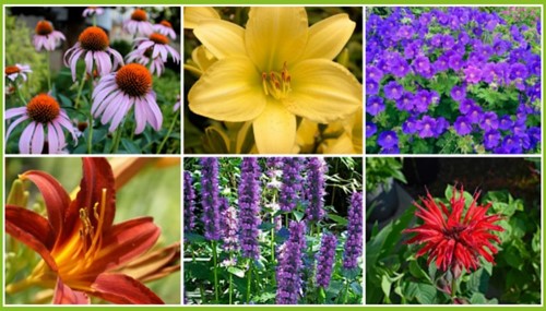 Borderpakket Langbloeiende border (6 planten:1m2)-2