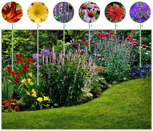 Pacchetto Bordura a Lunga Fioritura (6 piante – 1m²)