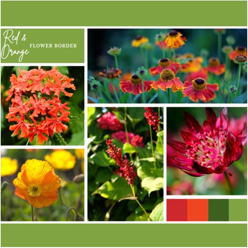 Borderpakket Rood en Oranje (12 planten: 2 m²)