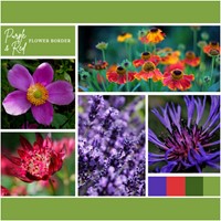 Aiuola Viola e Rosso pronto a l'uso 12 piante (2 m²)