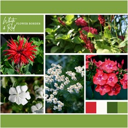 Aiuola Bianco e Rosso pronto a l'uso 12 piante (2 m²)