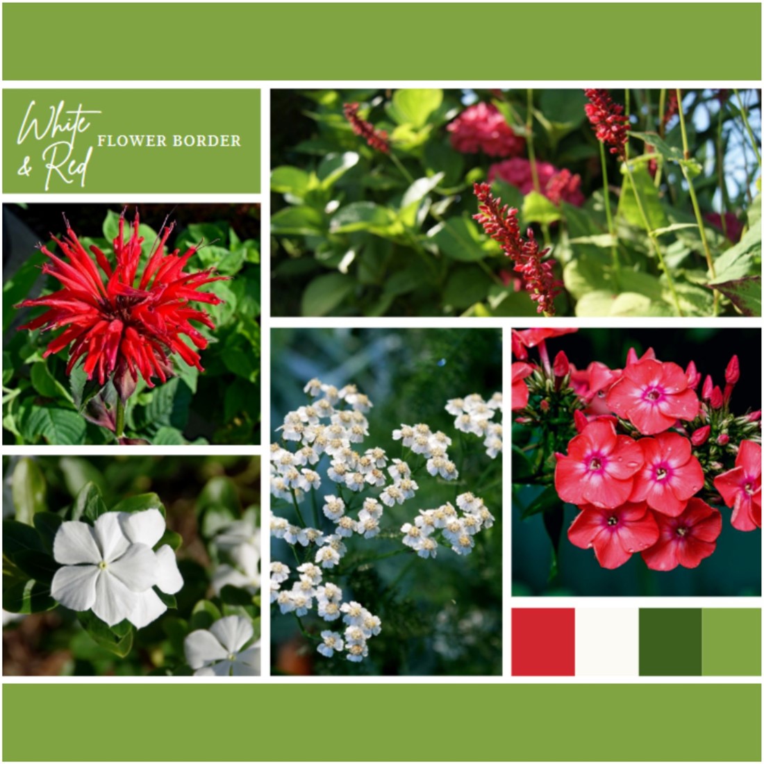 Borderpakket Wit en Rood (9 planten: 1,5 m2) Florablom
