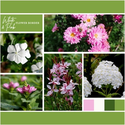 Aiuola Bianco e Rosa pronto a l'uso 6 piante (1 m²)