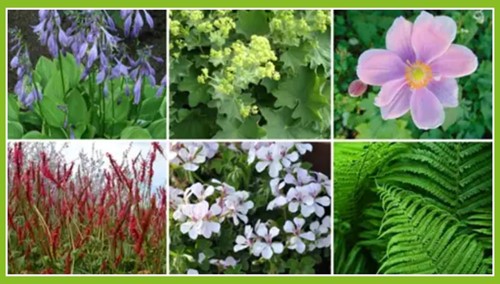 Borderpakket Schaduwtuin (9 planten)-2