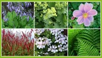 Borderpakket Schaduwtuin (12 planten: 2m2)-2