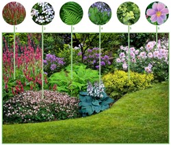 Borderpakket Schaduwtuin (9 planten)