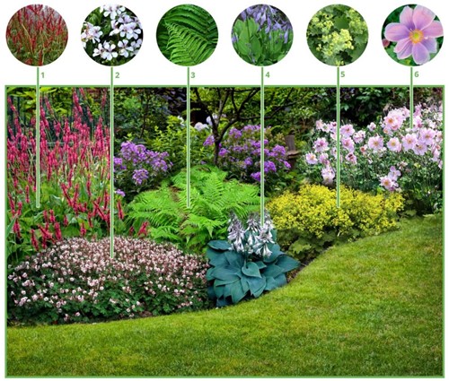 Borderpakket Schaduwtuin (12 planten: 2m2)