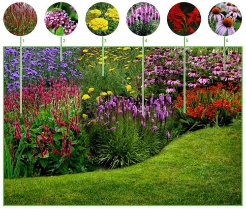 Pacchetto bordura giardino allegro delle farfalle (6 piante; 1m2)