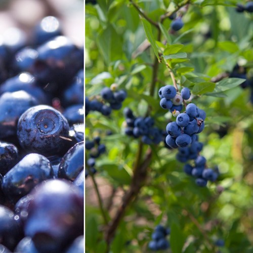 Mirtillo - Vaccinium Corymbosum