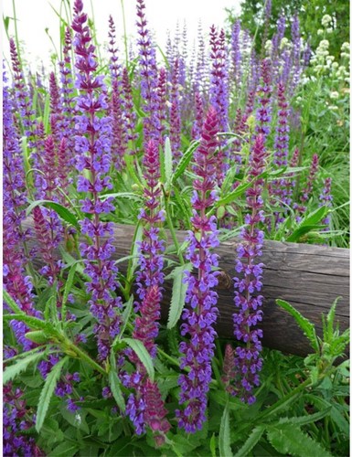 Salvia Caradonna - Salvia nemorosa (Confezione di 6)