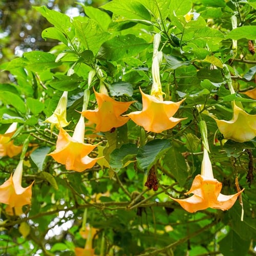 Tromba degli Angeli Giallo - Brugmansia