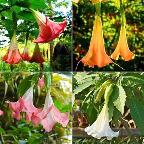 Brugmansia Mix – Tromba degli Angeli mista (Confezione da Quattro)