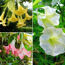 Brugmansia Mix – Tromba degli Angeli mista (Confezione da Tre)