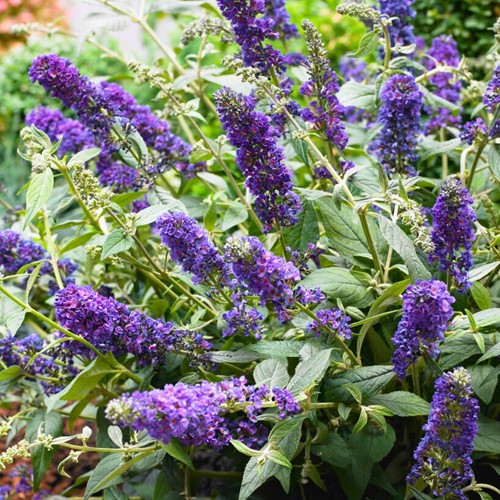 Buddleja davidii Blue Chip  - Albero delle Farfalle