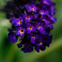 Buddleja Blu - Albero delle Farfalle