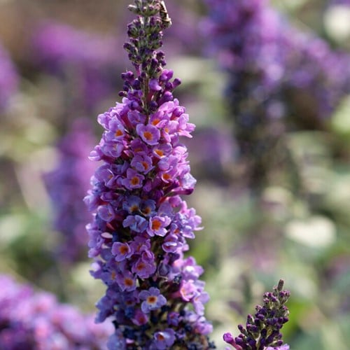 Buddleja davidii Lilac Chip - Albero delle Farfalle