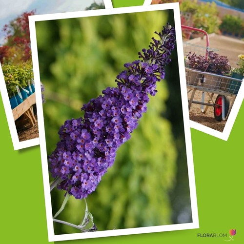 Buddleja davidii Purple Emperor - Albero delle Farfalle-2