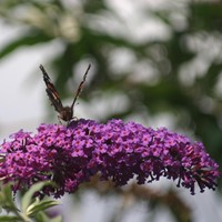 Buddleja davidii Purple Emperor - Albero delle Farfalle