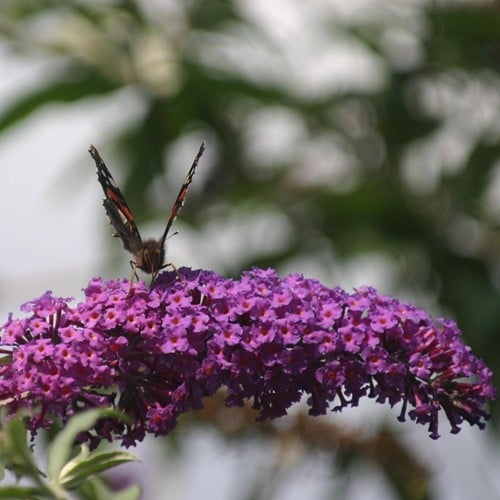 Buddleja davidii Purple Emperor - Albero delle Farfalle