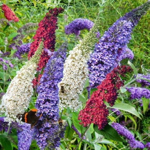 Buddleja Tricolor - Albero delle Farfalle