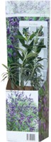 Buddleja Tricolor - Albero delle Farfalle-2