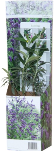 Buddleja Tricolor - Albero delle Farfalle-2