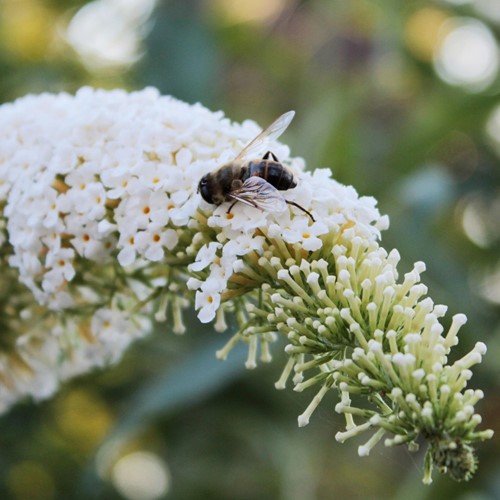 Buddleja davidii White Profusion - Albero delle Farfalle
