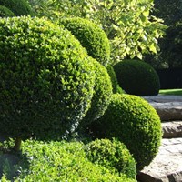 Siepe di Bosso - Buxus sempervirens-2