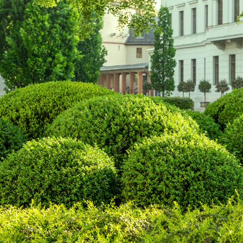 Bosso 30cm altezza (Buxus Sempervirens)