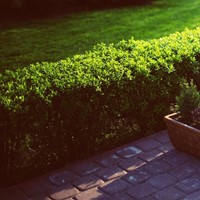 Buxushaag 1 meter - Buxus (Sixpack)