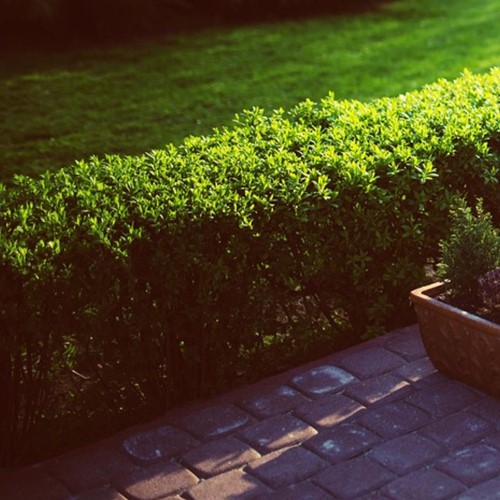 Buxus sempervirens – Siepe di Bosso (Confezione da 6)