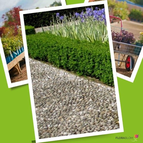 Bosso siepe 1 metro (Buxus Sempervirens)