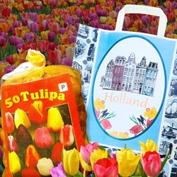 Borsa regalo Delft blue con tulipani Darwin - giá disponibile 