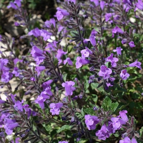 Mentuccia ‘Marvelette Blue’ - Calamintha (Confezione da 6)