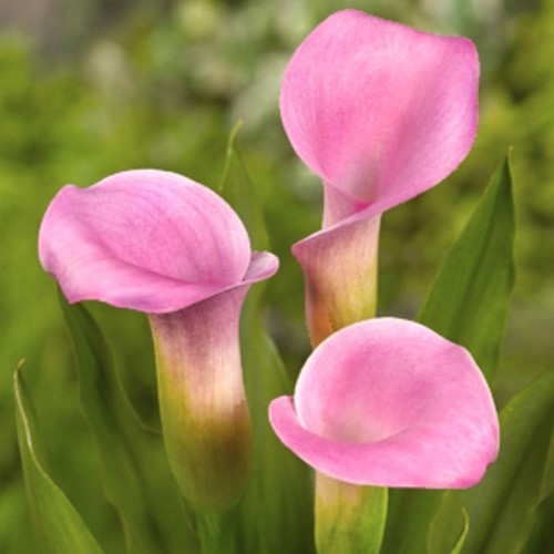 Calla Rosa (Zantedeschia)