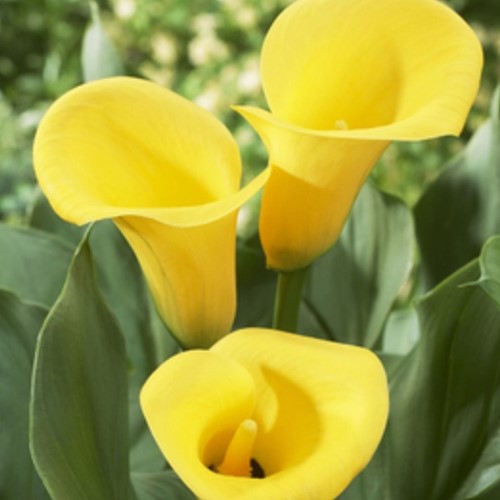 Calla Gialla - Zantedeschia