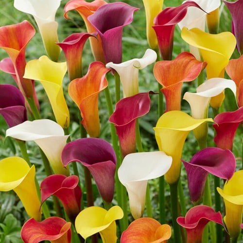 Assortimento di Calla - Zantedeschia