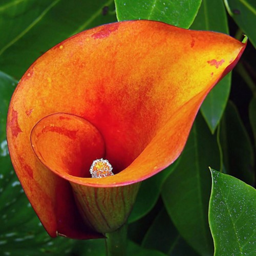 Aronskelk Oranje - Calla