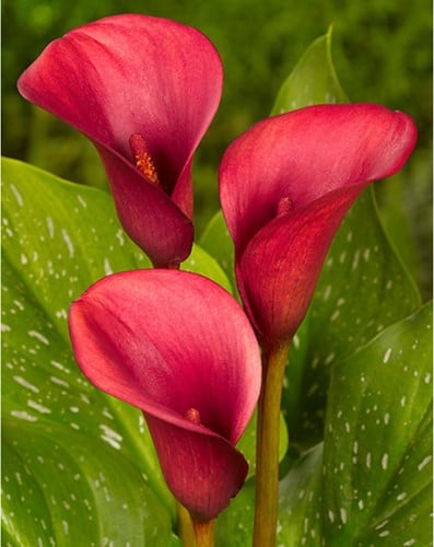 Calla Rosso (Zantedeschia)