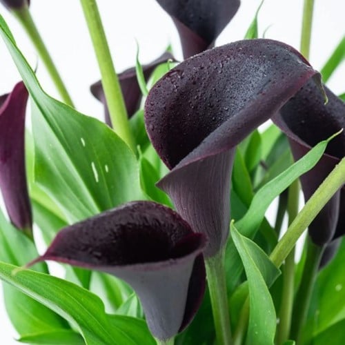 Calla Nera (Zantedeschia)