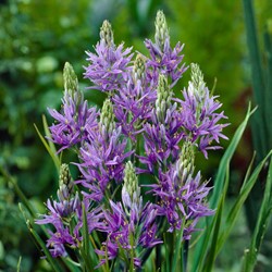 Camassia Quamash - Camassia comune