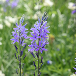 Camassia Quamash - Camassia comune
