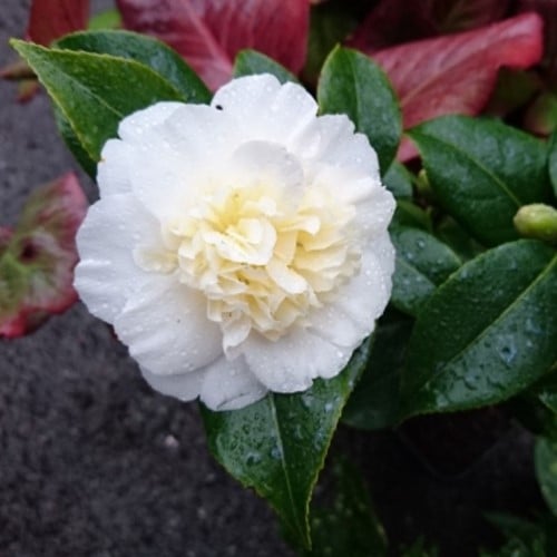 Camellia Japonica 'Brushfield's Yellow'
