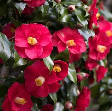 Camellia japonica ‘Dr. King’