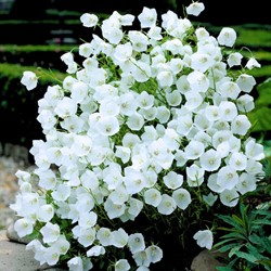Bucaneve 'White Clips' (Campanula Carpatica) Confezione da 6