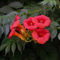 Campsis radicans - Gelsomino della Virginia