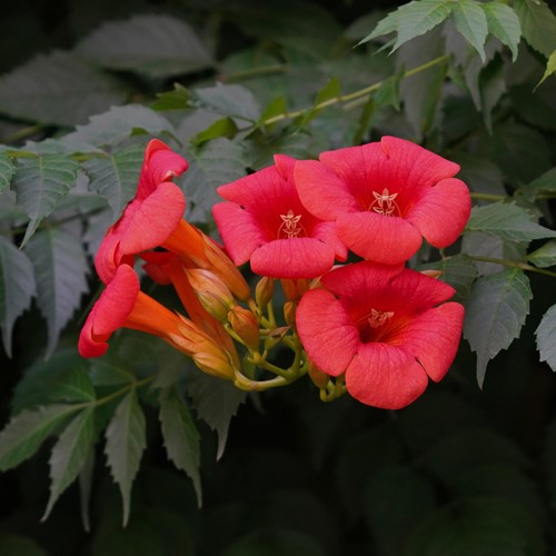 Campsis radicans - Gelsomino della Virginia