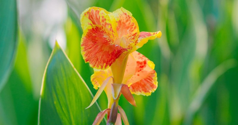 Canna: coltivazione, cura e svernamento – guida completa