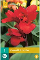 Canna Rossa-2